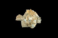 藏品(綴殼螺)的圖片